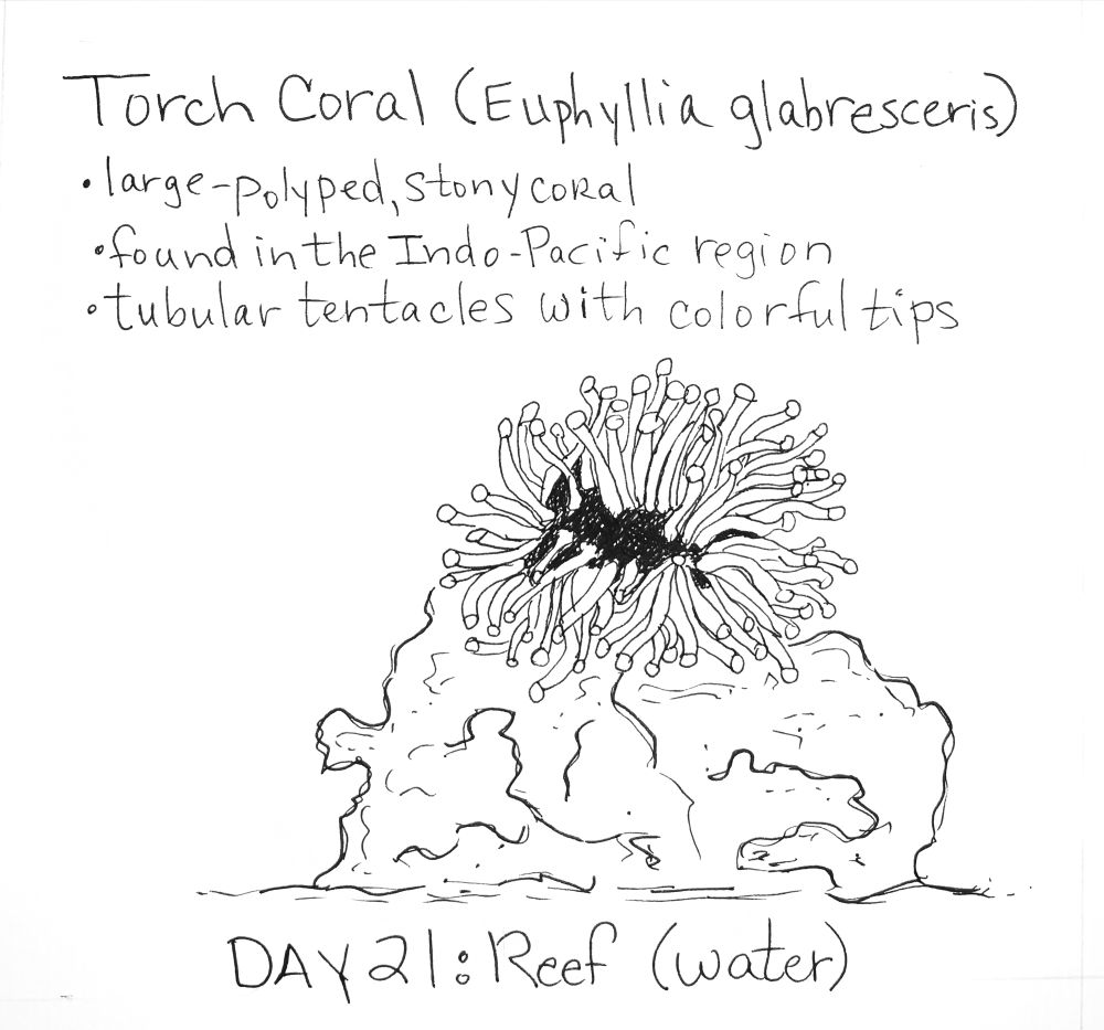 Ink drawing of a torch coral with long polyps, sitting on a reef rock. 