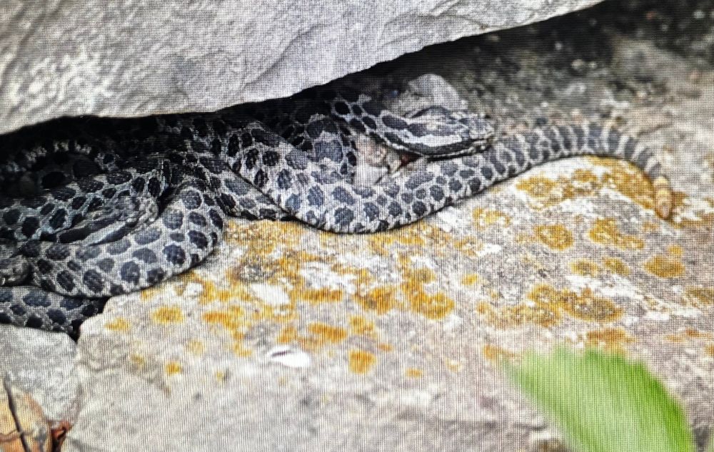 Close-up of several massage rattlesnakes under a small rock ledge.