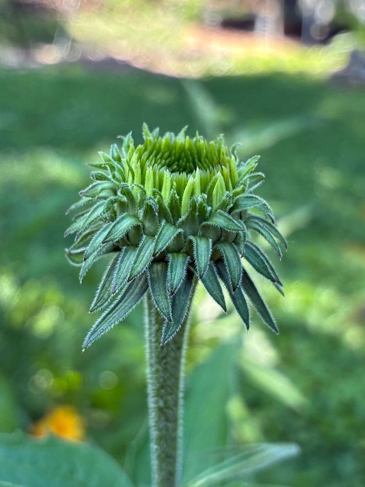 Side view of coneflower bud before opening.