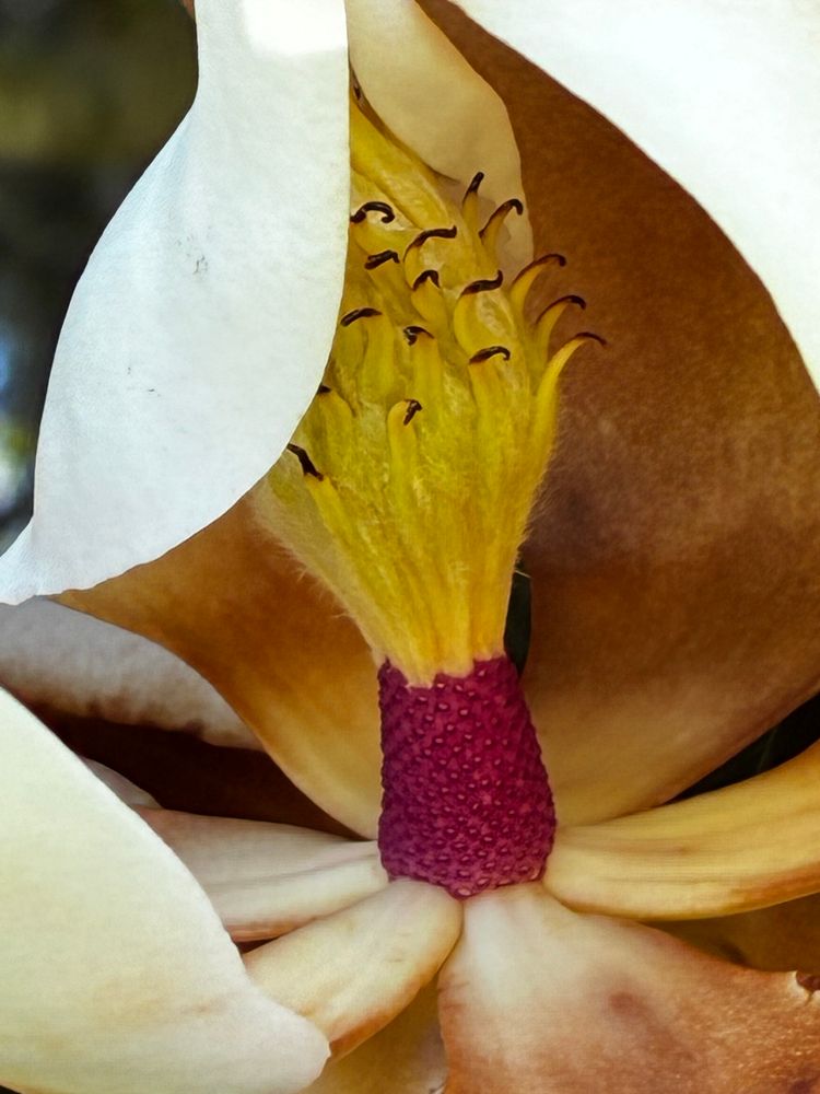 Closeup of magnolia blossom center.