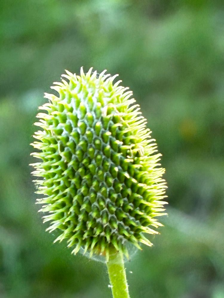Closeup of thimbleweed, oblong head with spikey green surface. 