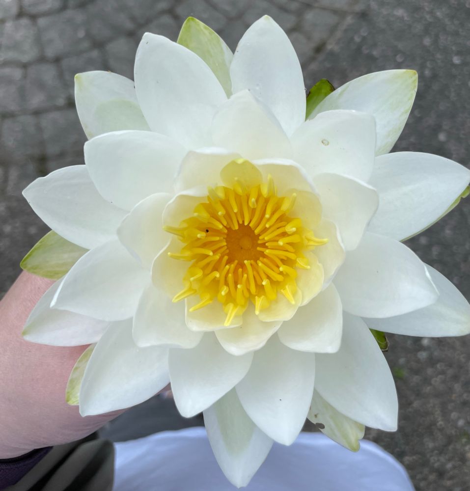 Water lily open blossom from top view. White petals and flexible, strong yellow stamen in center.