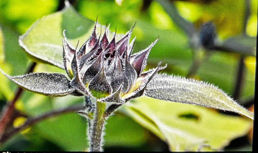 A dark red sunflower bud, not quite open. 