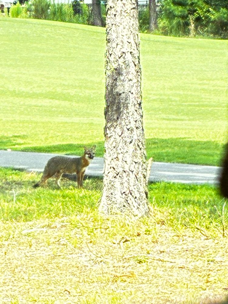 Grey fox just off of a golf course in Myrtle Beach, SC.