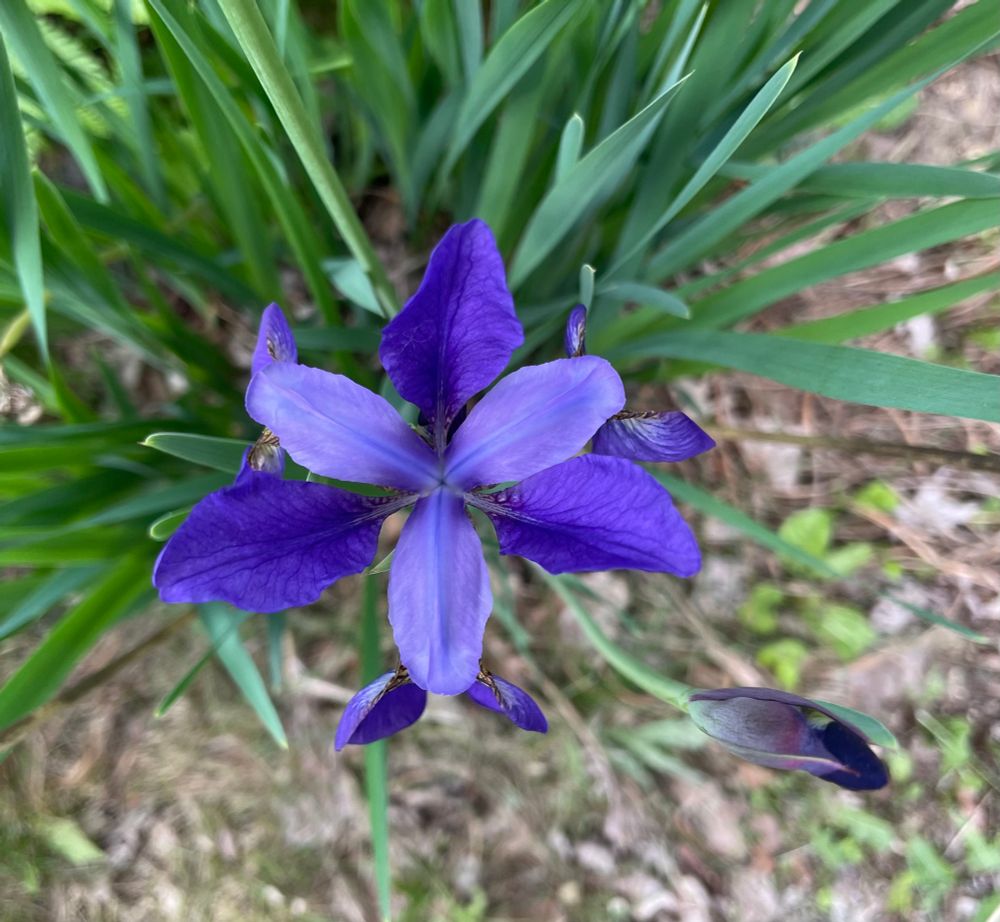 View from top with light purple and dark purple petals.