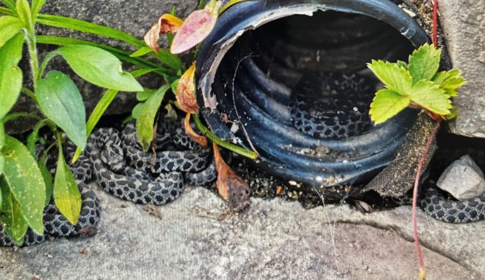 Several massage rattlesnakes in a drainage pipe and nearby.