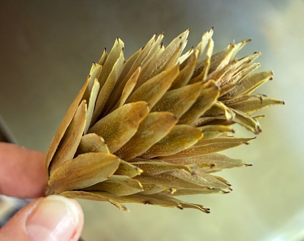 Tulip tree pod, opened up, side view.