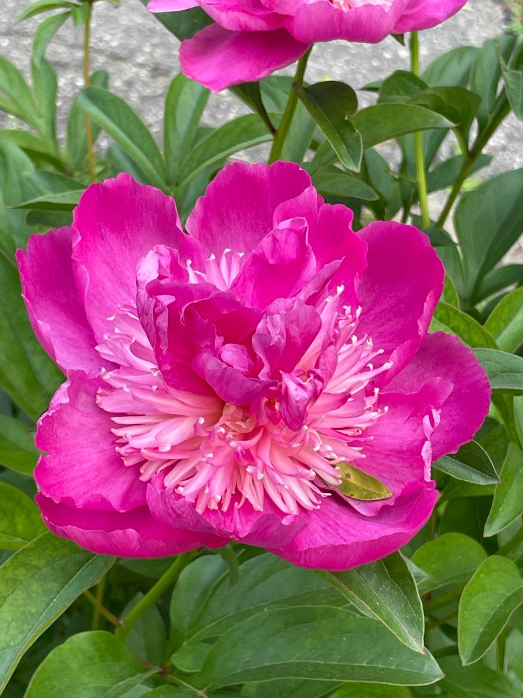 Pink peony bloom with light pink interior frill.
