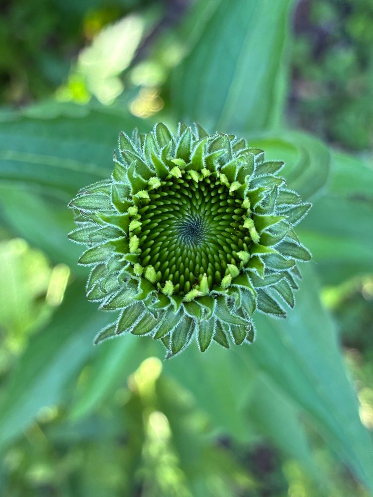 Top view of coneflower bud before opening with spiraling center, tightly-packed, petals around the edges.