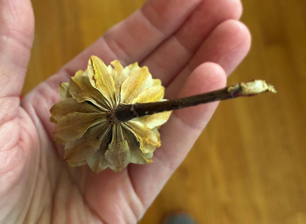 Tulip tree pod, opened up, bottom view with stem.