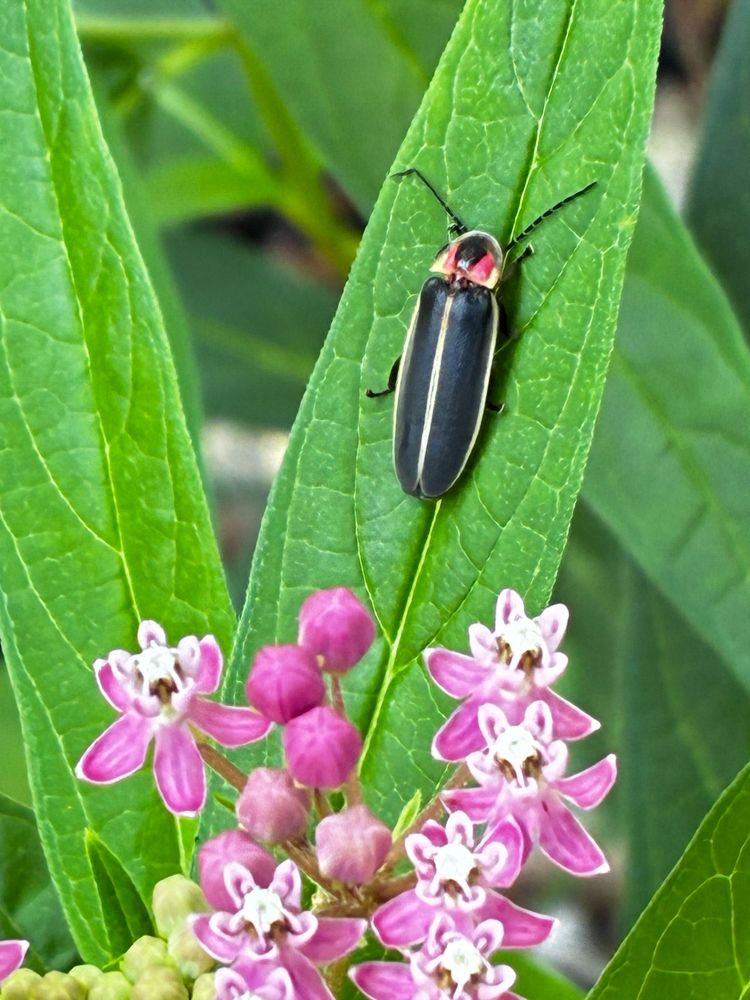 Closeup of swamp milkweed pink and white blossoms with lightening bug on leaf.