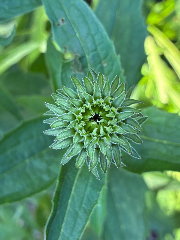 Top view of coneflower bud before opening with petals closed around center. Center just starting to peek open.