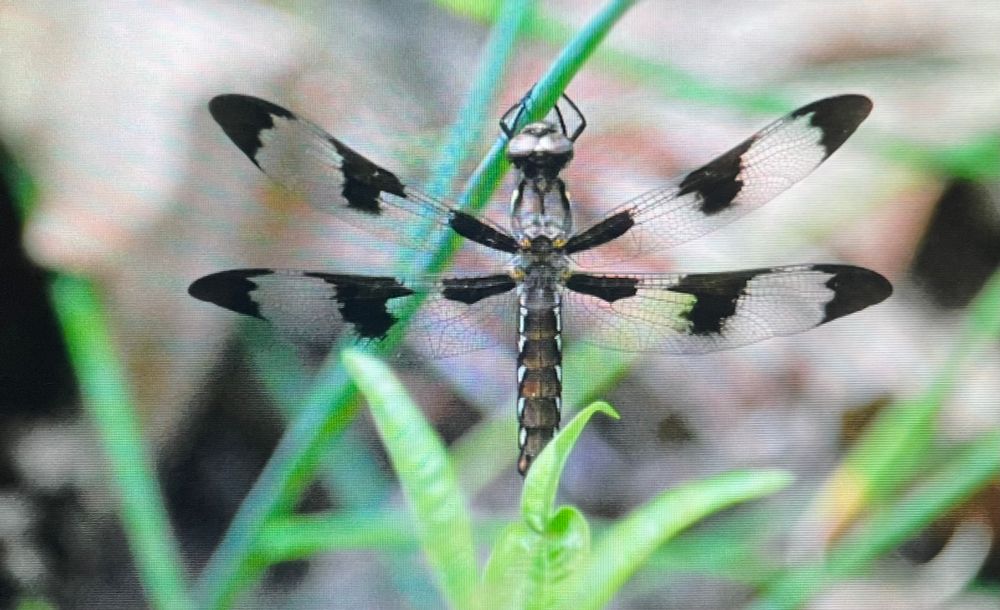 Closeup of dragonfly with black sections on wings.