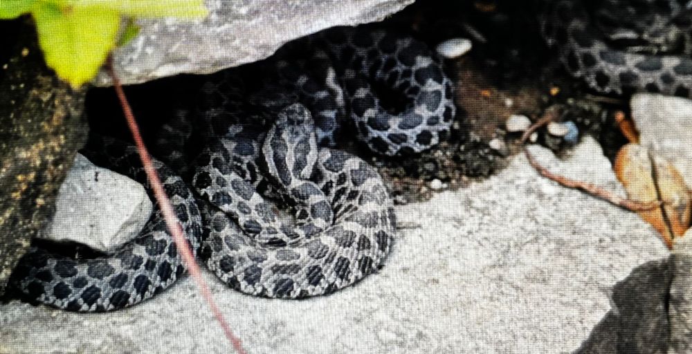 Close-up of several massage rattlesnakes under a small rock ledge.