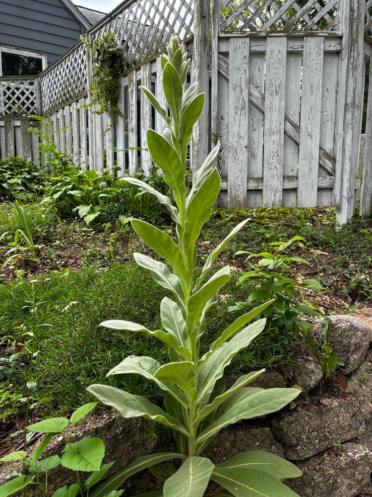 Mullein plant.