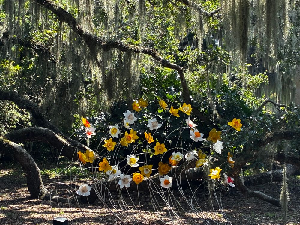 Large, glass sculpture of flower sculpture of daffodils at Brookgreen Gardens, SC. Artist: Craig Mitchell Smith.