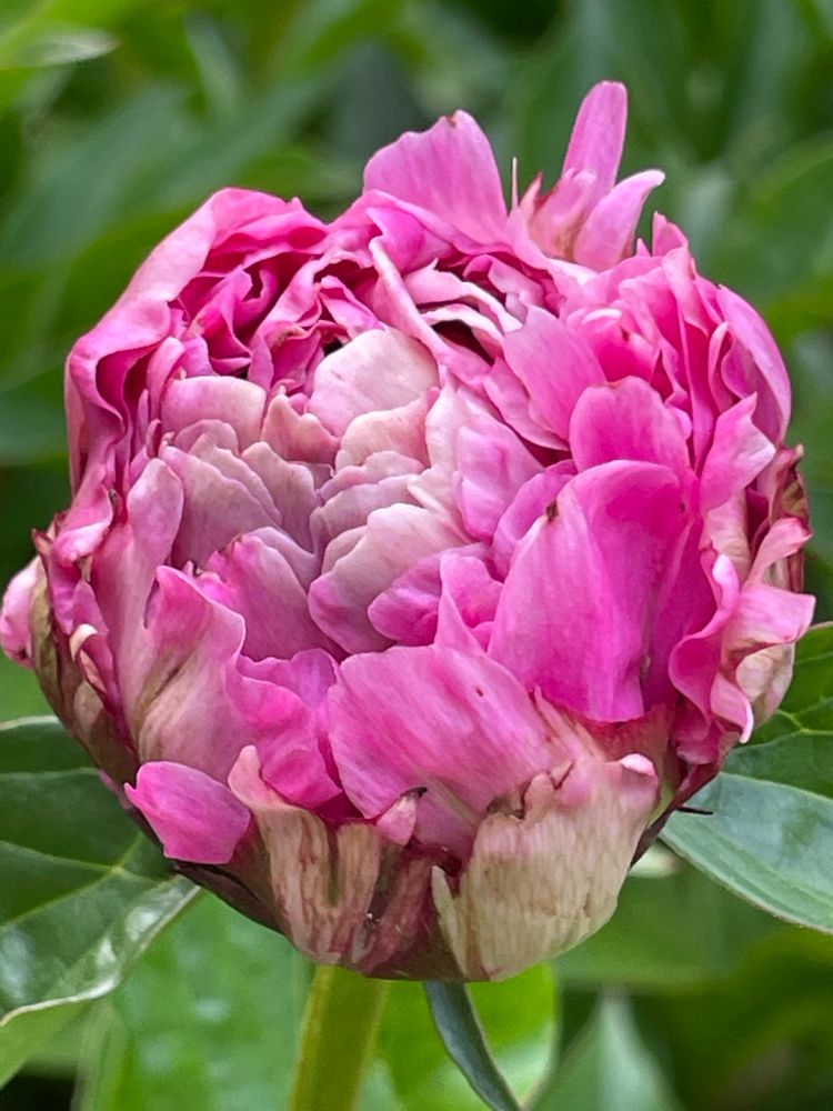 Pink peony bloom that is almost open.
