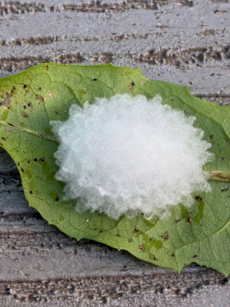 White, bumpy cocoon-like structure found on a dandelion leaf. 