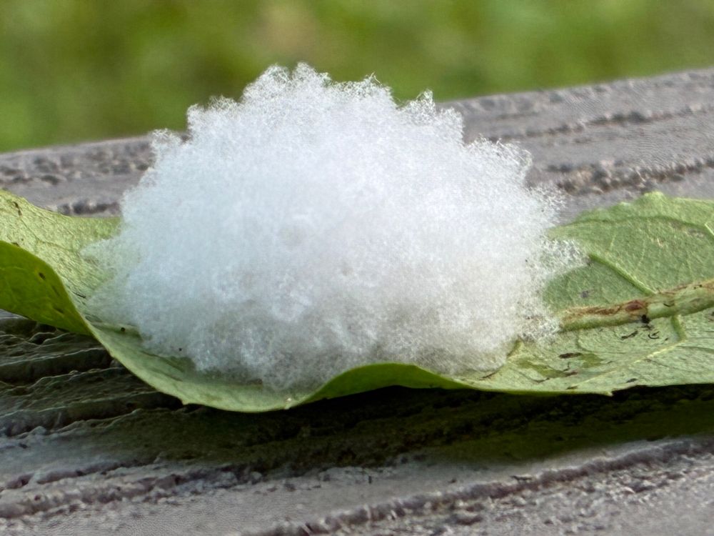 White, bumpy cocoon-like structure found on a dandelion leaf. 