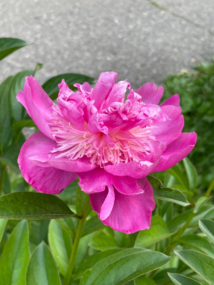 Pink peony bloom with light pink interior frill.