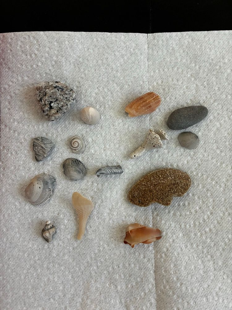 Seashells collected on the beach, including some great, intact spirals!