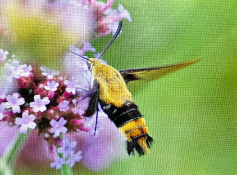 A hummingbird moth hovering over a flower.