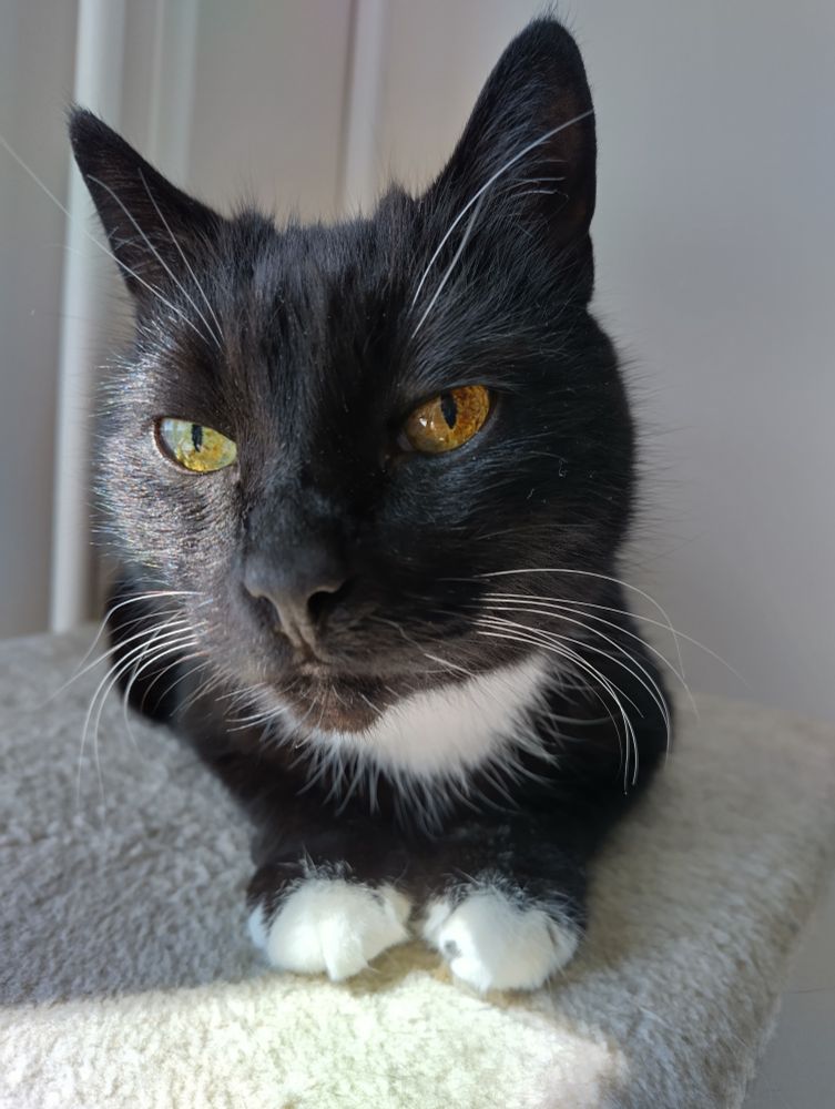 Black and white cat with front mittens visible.