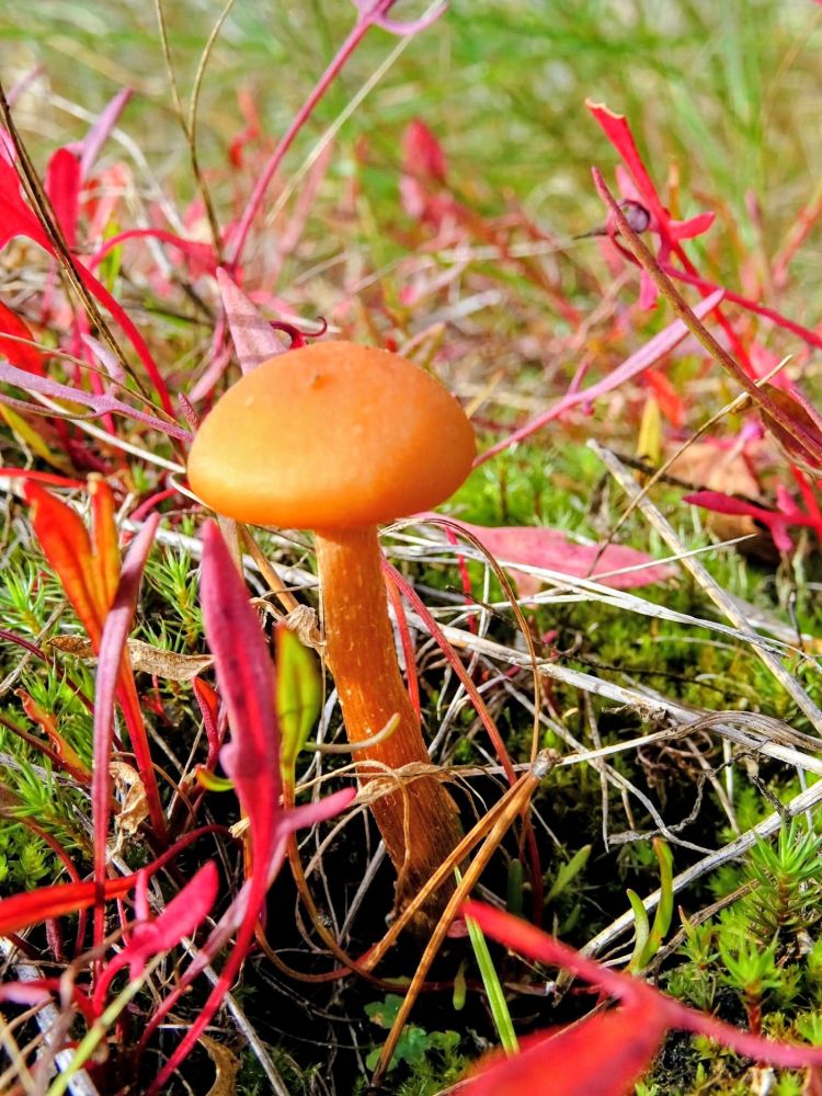 Tiny orange mushroom moss and red sorrel.