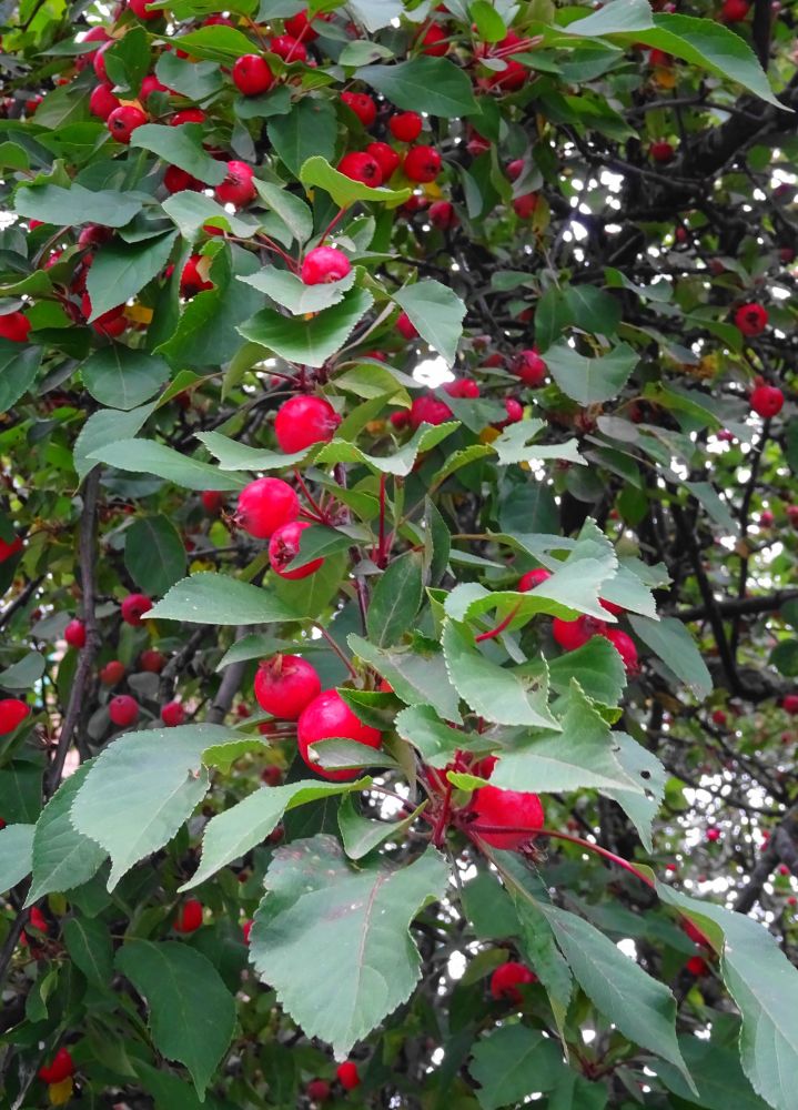 A branch of a bountiful wild apple tree (crab apple) Bright red small apples in the foliage.