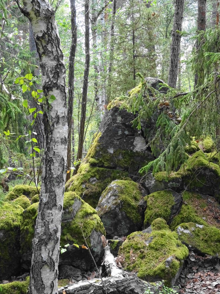 A birch trunk and mossy rocks in the foreground and a forest in the background, a spruce branch hanging over the largest rock.