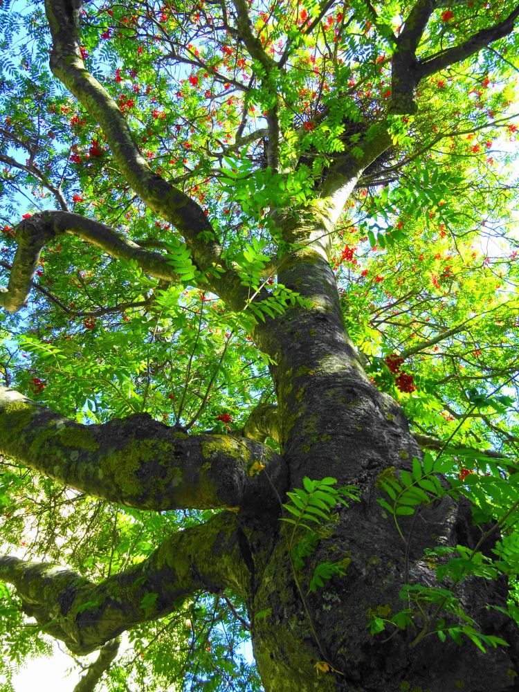 Picture from under an old mountain ash (Rowan) tree. jagged trunk with berries high up. On the trunk, new branch shoots are growing.