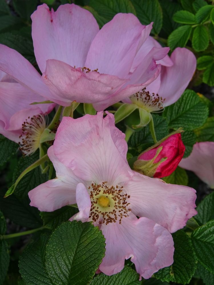 Pink wild roses close up.