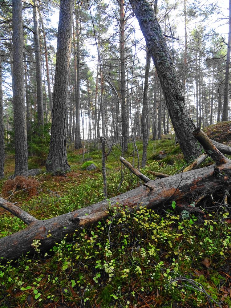 Coniferous forest with a fallen tree and yellowing blueberry shoots in the foreground