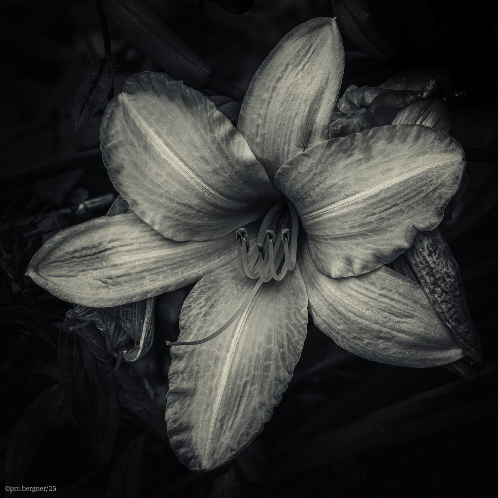 Close-up of a lily blossom. Slightly blue-toned black and white photograph.