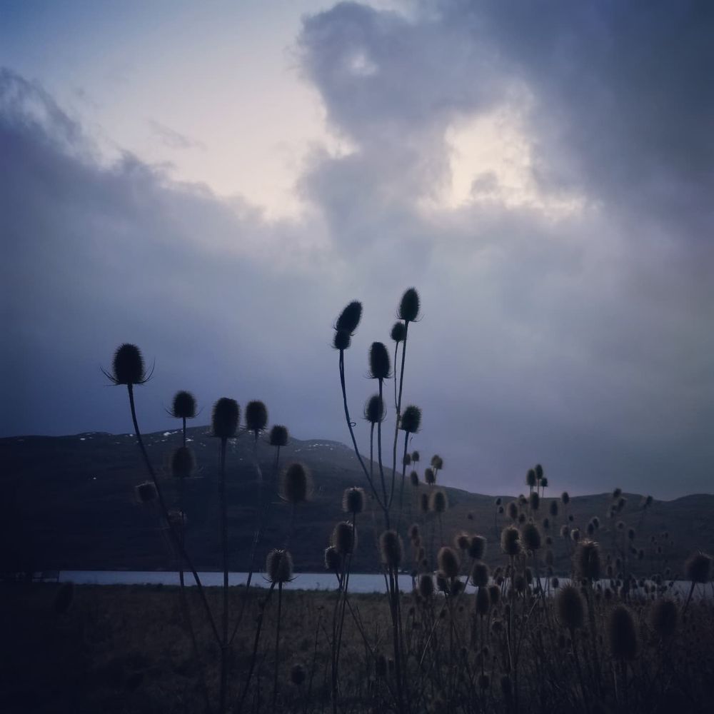 Teasels stand high on the foreshore against the stormy sky and the patchy snow on the hills. 