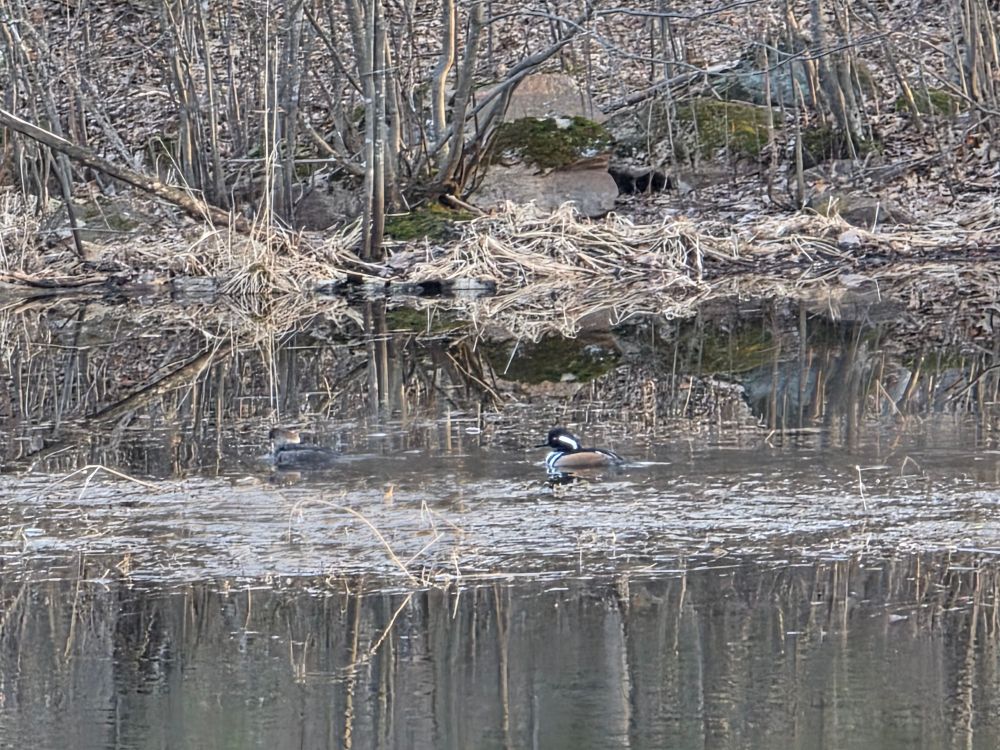 Pair of Hooded Merganser on a pond in Stevens point Wisconsin 