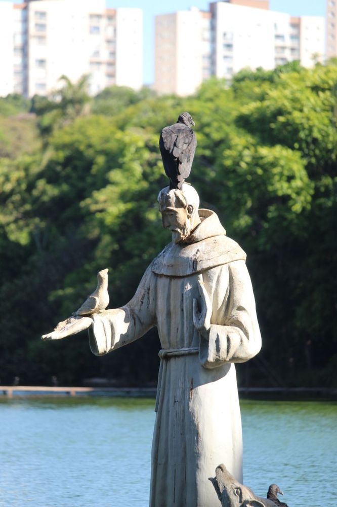 uma estátua de são Francisco de Assis falando com um pombo. pousado sobre a cabeça da estátua há um Urubu-Preto (Coragyps atratus). ao fundo vê-se um lago, árvores e edifícios. 