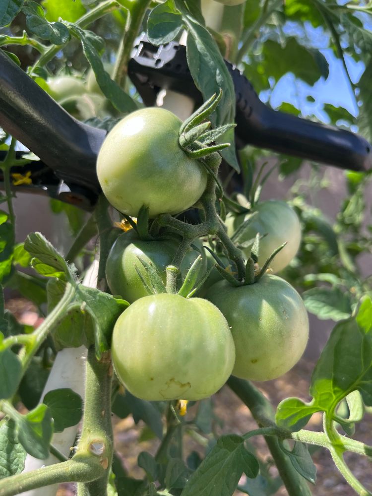 These green queens are just biding their time before going full red diva.