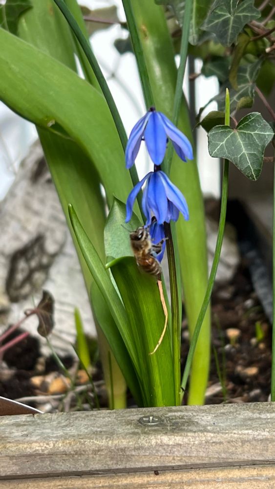 Foto mit Biene an blühendem Blaustern