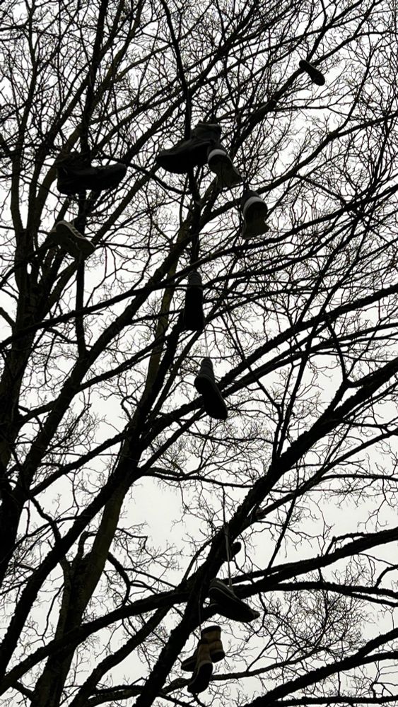 Zahlreiche Schuhpaare hängen in einem Baum