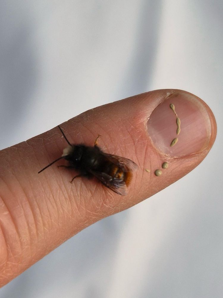 Wildbiene auf menschlichem Zeigefinger mit Hinterlassenschaft