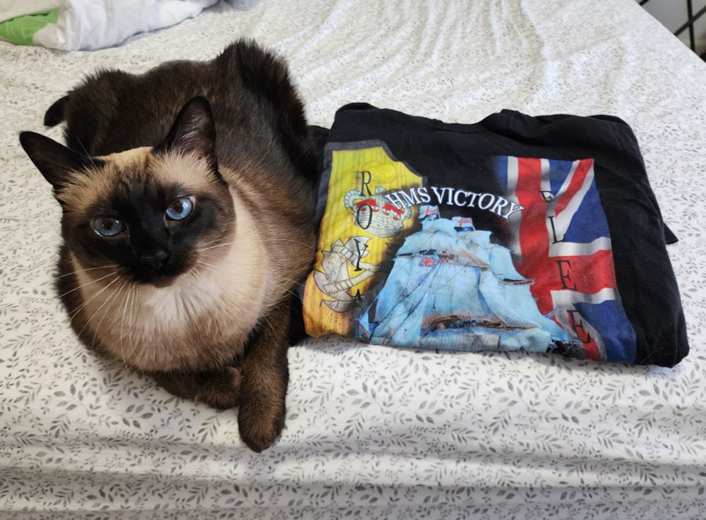 A seal point siamese cat next to a folded t-shirt that reads "HMS Victory" with part of the ship and a large Union Flag visible. 