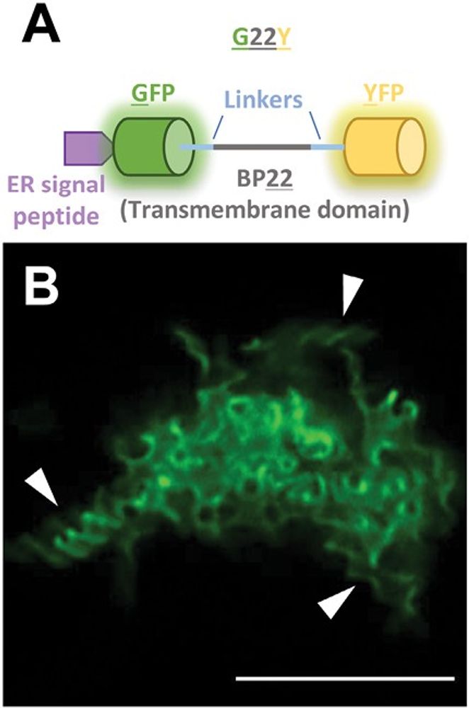 Characterization of intracellular membrane structures derived from a massive expansion of endoplasmic reticulum (ER) membrane due to synthetic ER-membrane-resident polyproteins