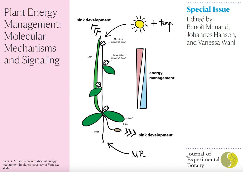 Front cover of a postcard to advertise a special issue of the Journal of Experimental Botany titled "Plant Energy Management: Molecular Mechanisms and Signaling". The issue editors are Benoît Menand, Johannes Hanson & Vanessa Wahl. The image shows an artistic representation of energy management in plants (courtesy of Vanessa Wahl).