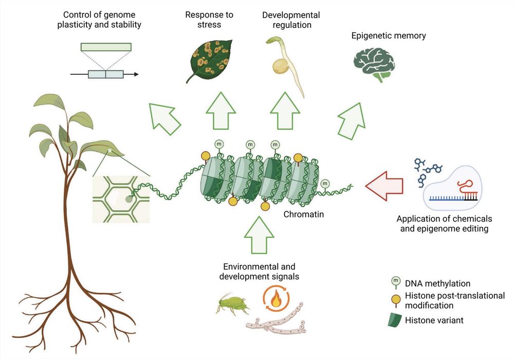 Box 1 The organization of genomic DNA into chromatin permits a dynamic regulation of the gene expression programme. Environmental and developmental signals that need to translate into an altered gene expression programme may elicit changes at the level of chromatin organization including the methylation of cytosines in the DNA molecule, the incorporation of specific histone variants into the nucleosome, and the setting of histone post-translational modifications. Together these different layers of epigenetic information allow the control of genome plasticity (e.g. by controlling mobile genetic elements), and permit the establishment of transient or heritable gene expression states to orchestrate developmental programmes and stress responses. The development of tools including cytidine analogues or epigenome editing provides the opportunity to artificially interfere with epigenetic regulation and to investigate chromatin-based epigenetic mechanisms. Created in BioRender. Catoni, M -2025