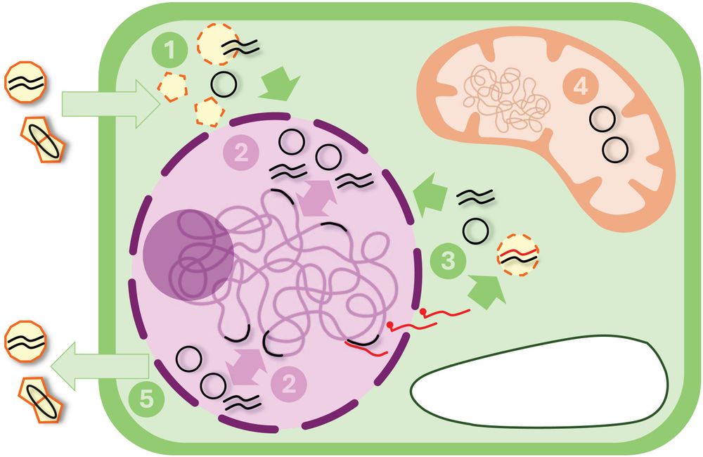 Fig. 3.Extrachromosomal DNA (ecDNA) in plant cells. Both circular (eccDNA, black circles) and linear (eclDNA, black lines) ecDNA of mobile elements can be found in plant cells. These molecules can enter the cell as viral forms (marked with 1) or be generated by endogenous DNA copies integrated into the genome, directly (2) or by reverse transcription into virus-like particles, starting from transcribed RNA molecules (3). Independently propagated eccDNA is also found associated with organelles (4). The ecDNA can leave the cell using viral carrier systems, in the presence of infections.