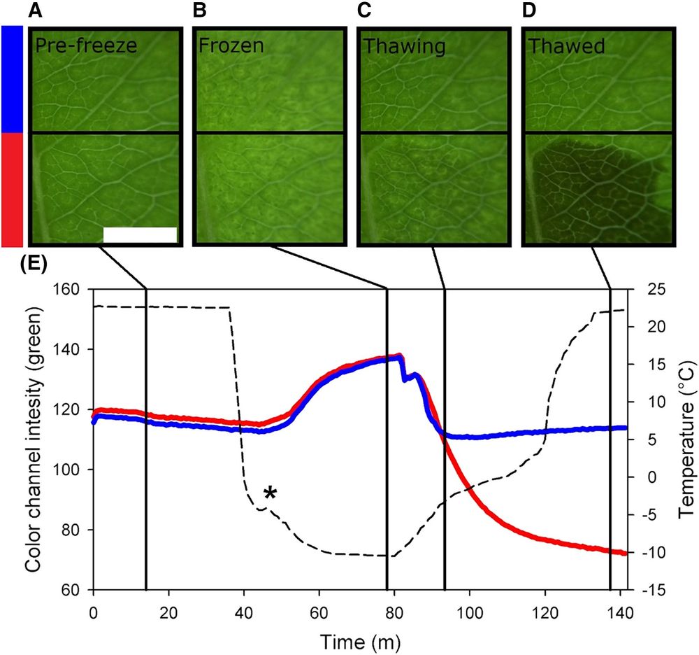 Fig. 1 (shortened, full legend in paper): Decreases in pixel greenness reveals leaf damage upon thawing. (A–D) Images of a leaf of Lonicera × purpusii at different time points (A) pre-freeze, (B) frozen, (C) thawing, and (D) thawed, while being rapidly frozen and thawed at a rate of ∼2°C min–1 and ∼0.6°C min–1, respectively in a –10 °C freezer. (A) Scale bar showing 1.25 mm. Images were captured every 40 s with a Raspberry Pi-powered Cavivam. The images are subdivided into upper and lower halves that correspond to the blue and red bars to the left of (A). (E) Graph showing the average pixel greenness of each image in the sequence extracted using ImageJ according to Kane and McAdam (2024). The blue line corresponds to the upper half of the images, while the red line corresponds to the average pixel greens of the lower half of the image sequence. The dashed line shows leaf temperature as measured by a fine wire thermocouple once a minute.