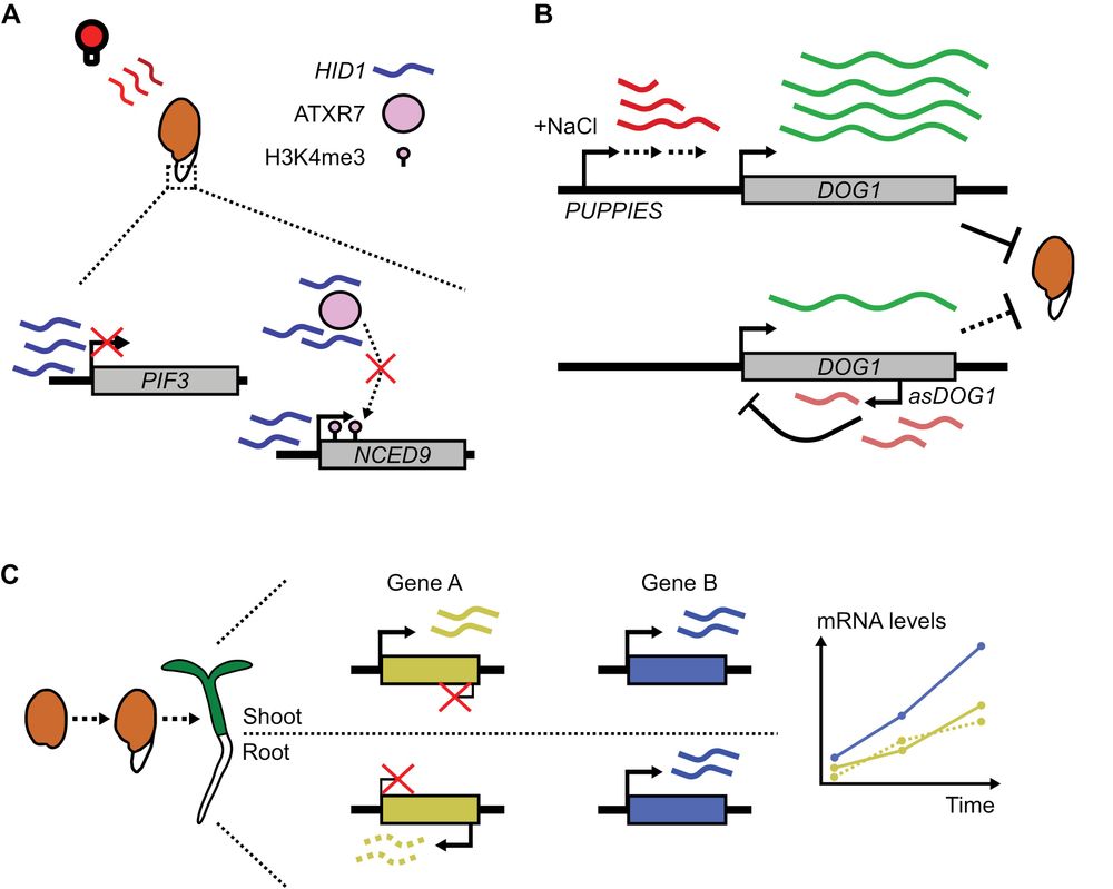 Figure 2 (shortened, see paper for full legend): Long non-coding RNAs participate in both activation and repression of genes preventing germination. (A) Under red and far-red light conditions, phytochrome B (phyB) promotes accumulation of the HIDDEN TREASURE 1 (HID1) lncRNA in the radicle of germinating seeds to repress transcription of genes which slow germination. For the repressor PHYTOCHROME-INTERACTING FACTOR 3 (PIF3), HID1 RNA directly interacts with the chromatin in its promoter region, repressing transcription. For other genes such as the ABA biosynthesis gene 9-CIS-EPOXYCAROTENOID DIOXYGENASE (NCED9), HID1 not only interacts with the chromatin in its promoter region, but also with the histone methylase ARABIDOPSIS TRITHORAX-RELATED7 (ATXR7) to suppress its ability to deposit the activating gene body mark H3K4me3, thus reducing transcription of NCED9. (B) Transcription of the dormancy-promoting gene DELAY OF GERMINATION1 (DOG1) is induced and repressed by different lncRNAs. 