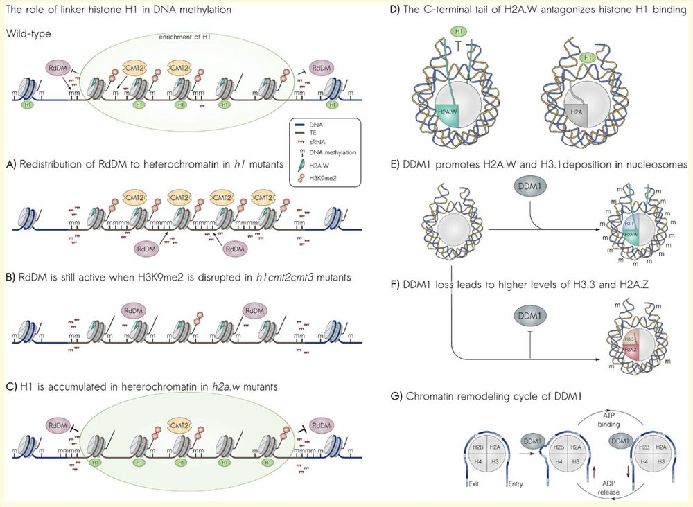 Box 1 (shortened- see paper for full legend): The schematic figure illustrates recent findings on the intimate interplay between histone variants and DNA methylation in Arabidopsis thaliana.
(A) Choi et al. (2021) and Harris et al. (2024) showed that the absence of linker histone H1 leads to a redistribution of Pol IV and Pol V from euchromatin to heterochromatin, enabling RdDM to act on the body of long heterochromatic TEs.
(B) Choi et al. (2021) offered evidence that, in the absence of H1, Pol IV is still recruited to heterochromatin even when H3K9me2 is severely reduced (h1cmt2cmt3), supporting a model where RdDM functions in a feedback loop with its own targets.
(C) Bourguet et al. (2021) described that the absence of H2A.W leads to the accumulation of H1 in heterochromatin, which reduces RdDM- and CMT2-dependent DNA methylation. This indicates that H2A.W regulates H1 accumulation in heterochromatin.