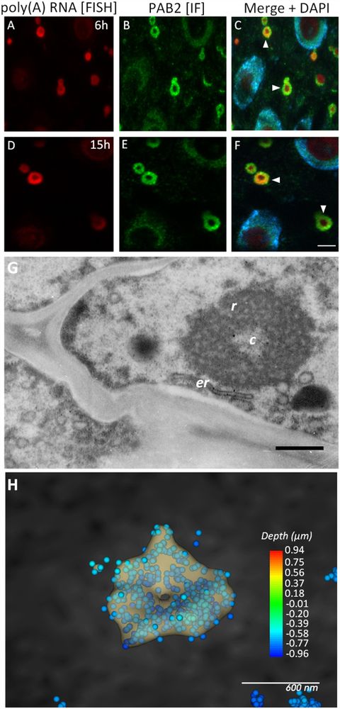 Fig. 2 legend (shortened): Localization of poly(A) RNA and stress granules in resin sections of meristematic cells of lupin roots in response to hypoxia. Poly(A) RNA was detected by fluorescence in situ hybridization (FISH; red) and stress granules (SGs) were detected by immunofluorescence (IF; green) of Poly(A) Binding Protein 2 (PAB2). Cells after (A–C) 6 h and (D–F) 15 h of hypoxia. Merged images of the FISH and IF signals together with DAPI staining are shown. Arrowheads indicate SGs. The scale bar is 5 µm. (G) Ultrastructure of the bi-zonal form of the SGs; r, ring of coiled, dense fibers; c, central brighter area; er, endoplasmatic reticulum. Scale bar is 3 µm. (H) Stochastic optical reconstruction microscopy (STORM) analysis. The dots represent individual poly(A) RNA molecules that were detected during the acquisition and are color-coded by depth.